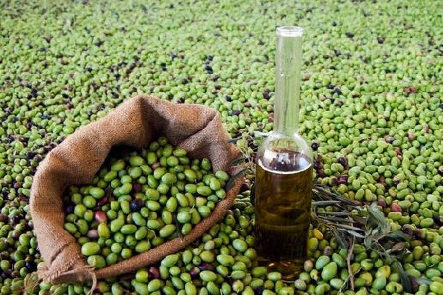 الجائحة تلقي بثقلها على حصاد الزيتون في بيلوبونيز اليونانية .. نقص في العمالة الموسمية