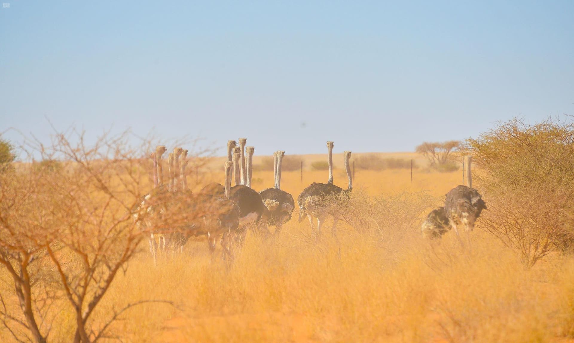 محمية بني معارض كنز الطبيعة في الربع الخالي