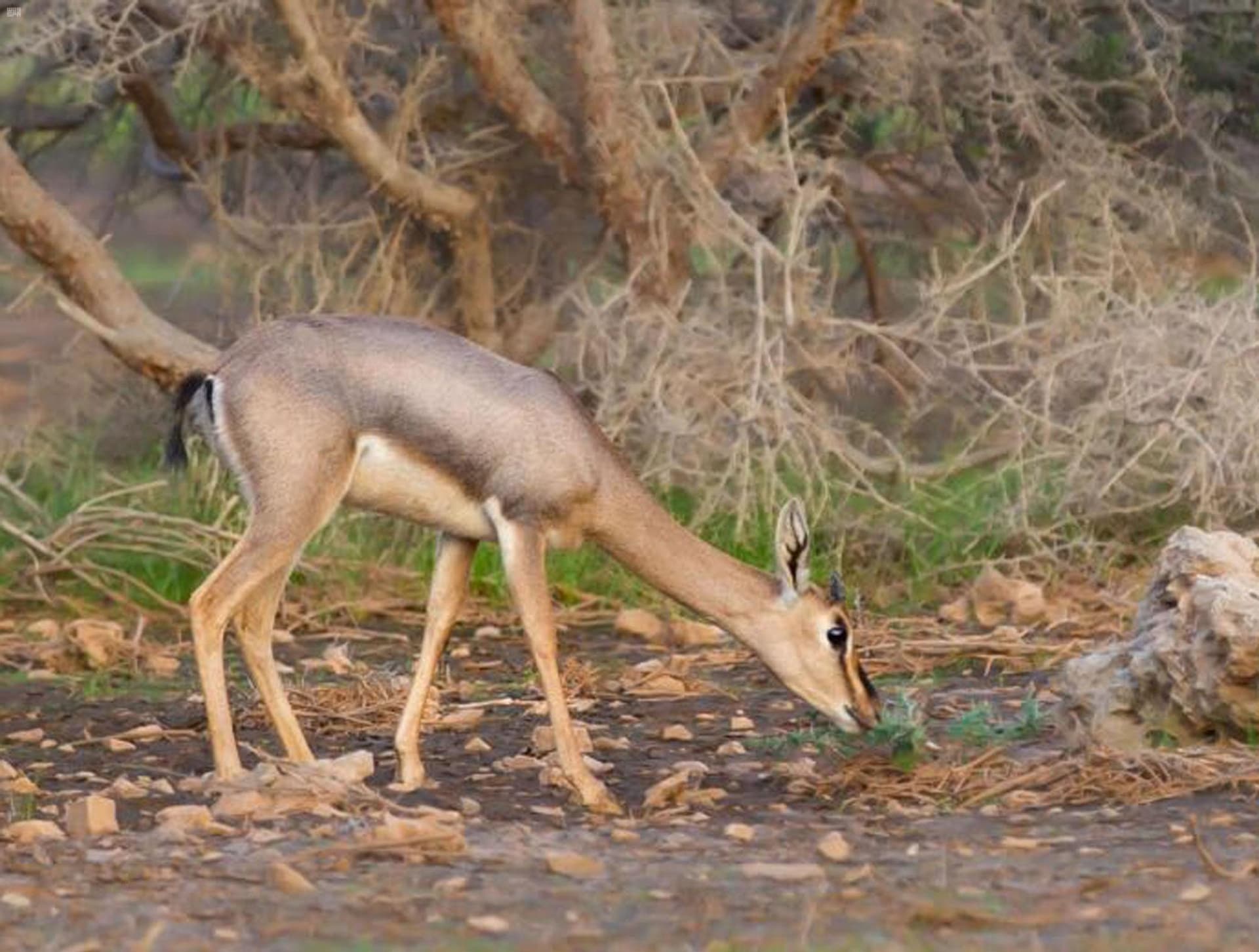 محمية بني معارض كنز الطبيعة في الربع الخالي