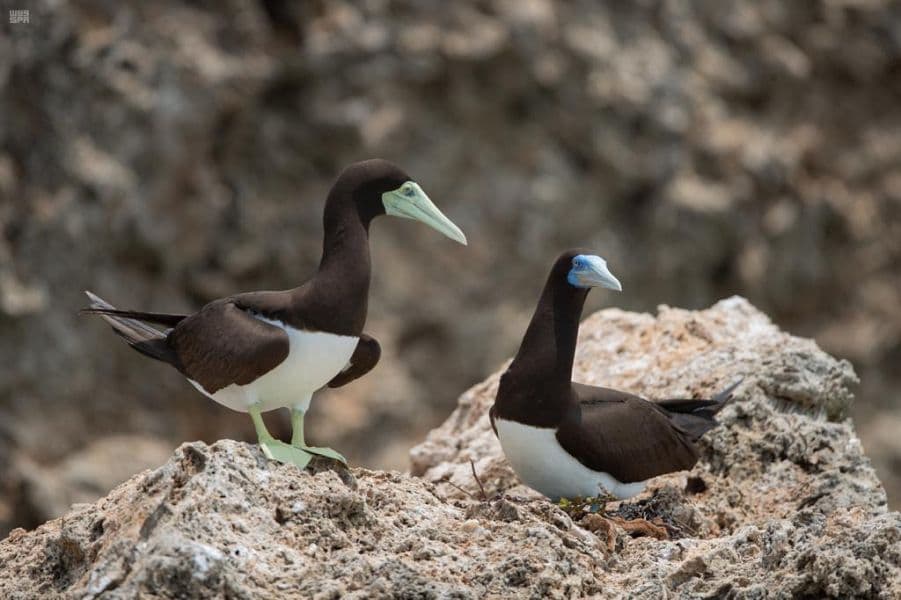 محمية جزر فرسان.. سياحة البر والبحر والأعماق في "شتاء السعودية"