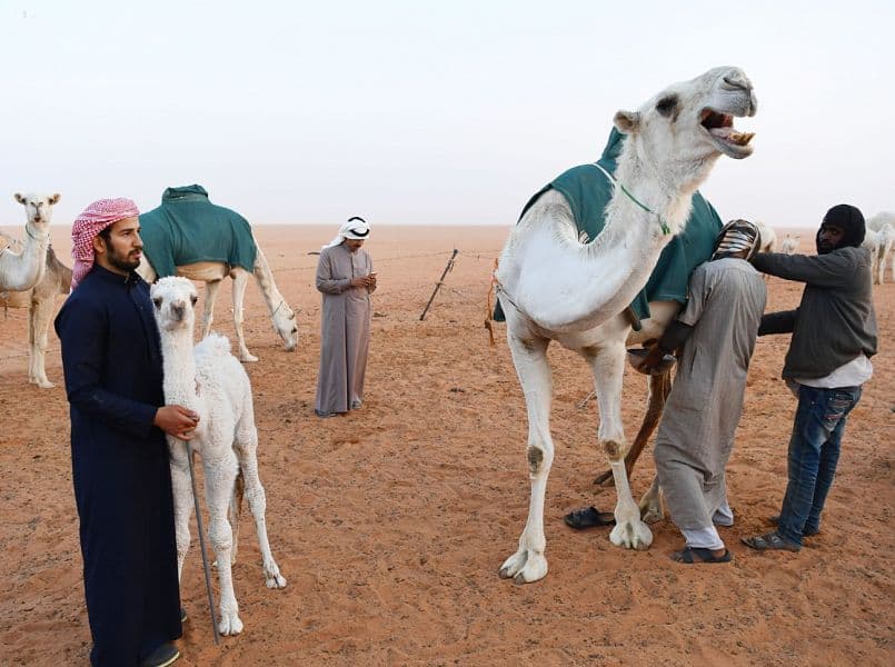 باحثون في الإمارات : حليب الإبل يخفض الإنسولين ويحارب السكري