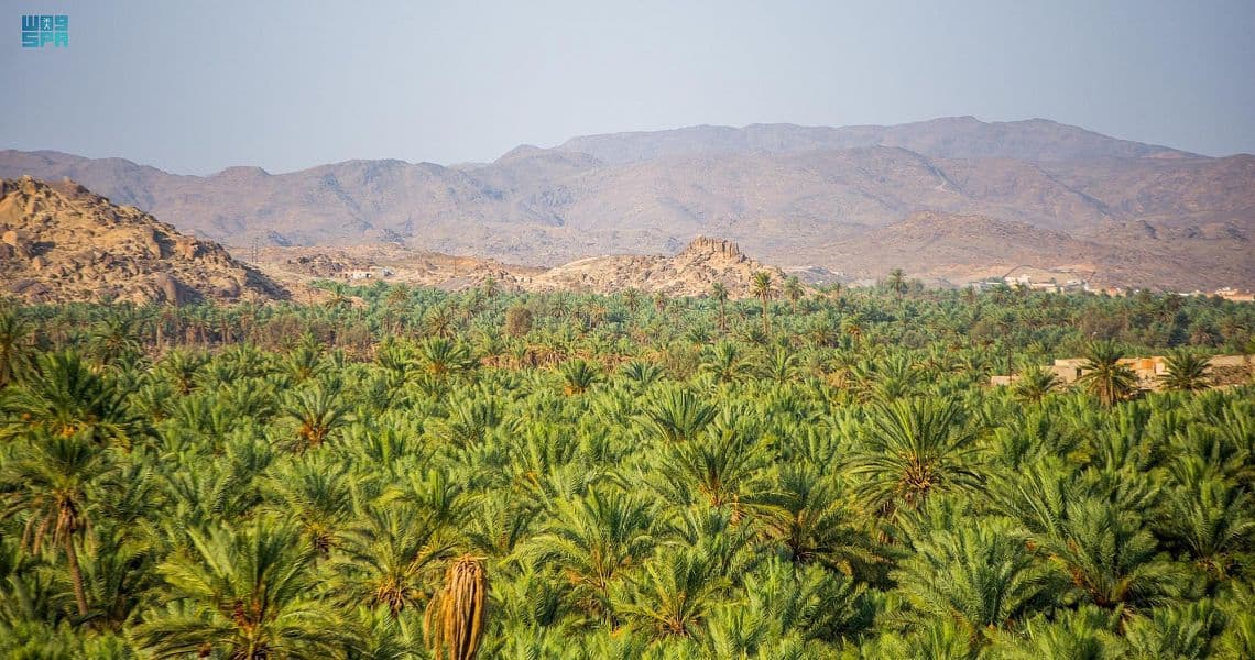 السعودية الثانية عالميا في إنتاج التمور بـ 1.5 مليون طن
