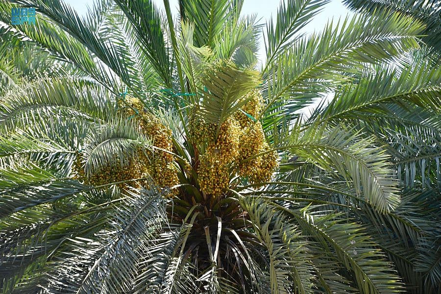 السعودية الثانية عالميا في إنتاج التمور بـ 1.5 مليون طن