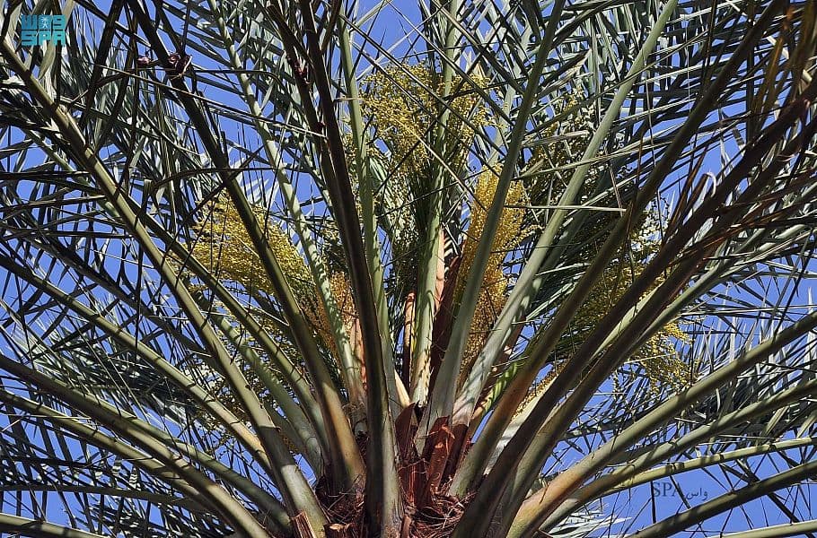 السعودية الثانية عالميا في إنتاج التمور بـ 1.5 مليون طن