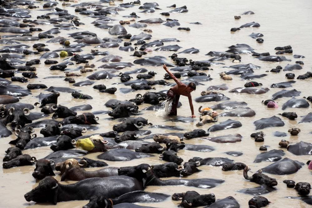 جواميس في بركة مائية للتغلب على موجة الحر التي تضرب لاركانا الباكستانية، وتستمر عدة أيام. » إ.ب.أ « .