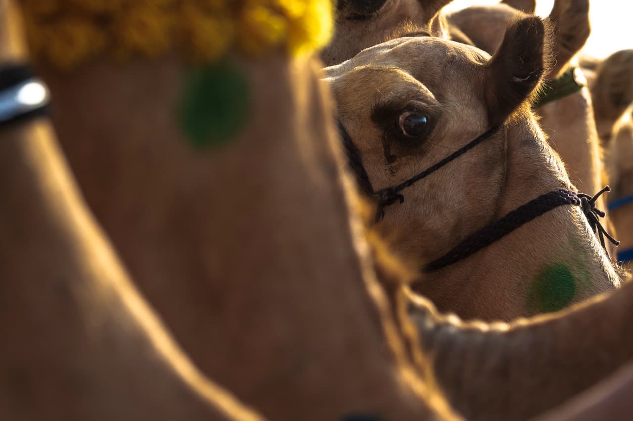 900 ألف ريال لتغذية المطايا المشاركة في مهرجان ولي العهد.. يوميا