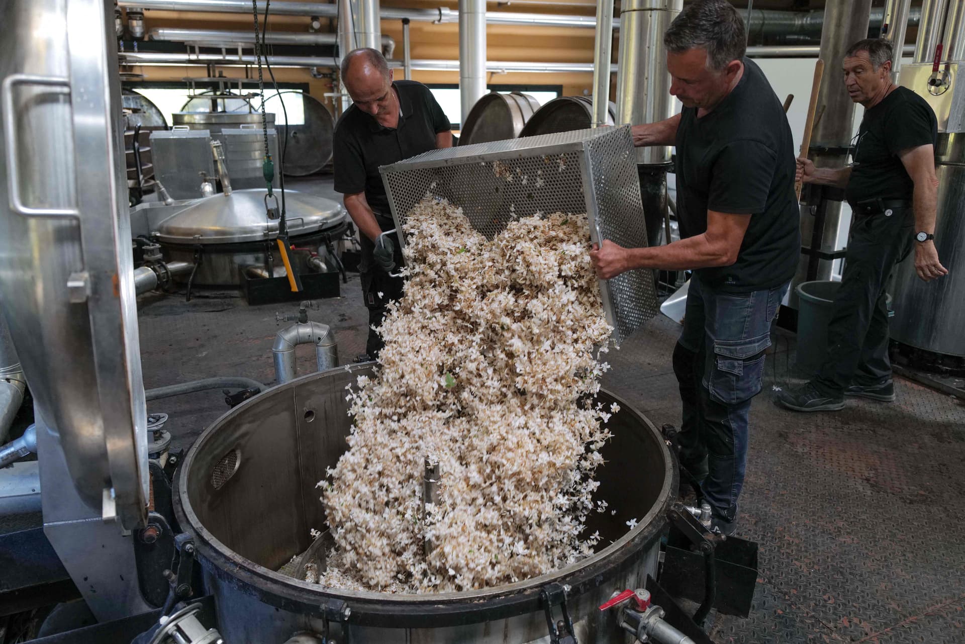 من أجل عطورها الشهيرة .. شانيل تشتري المزيد من حقول الياسمين