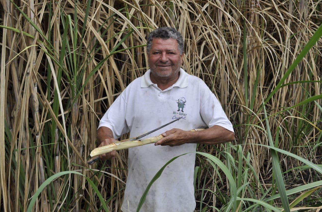 بسبب ضرب موجة صقيع للمحصول .. توقعات بهبوط إنتاج أكبر منتج ومصدر للسكر في العالم