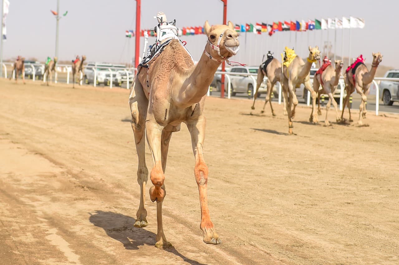 الهجن السعودية تخطف الأضواء في أول رموز مهرجان ولي العهد للهجن