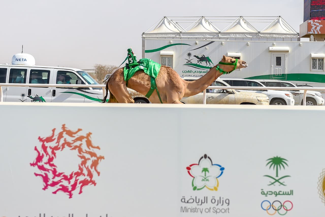 الهجن السعودية تخطف الأضواء في أول رموز مهرجان ولي العهد للهجن