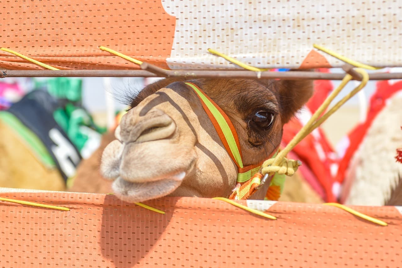 الهجن السعودية تخطف الأضواء في أول رموز مهرجان ولي العهد للهجن