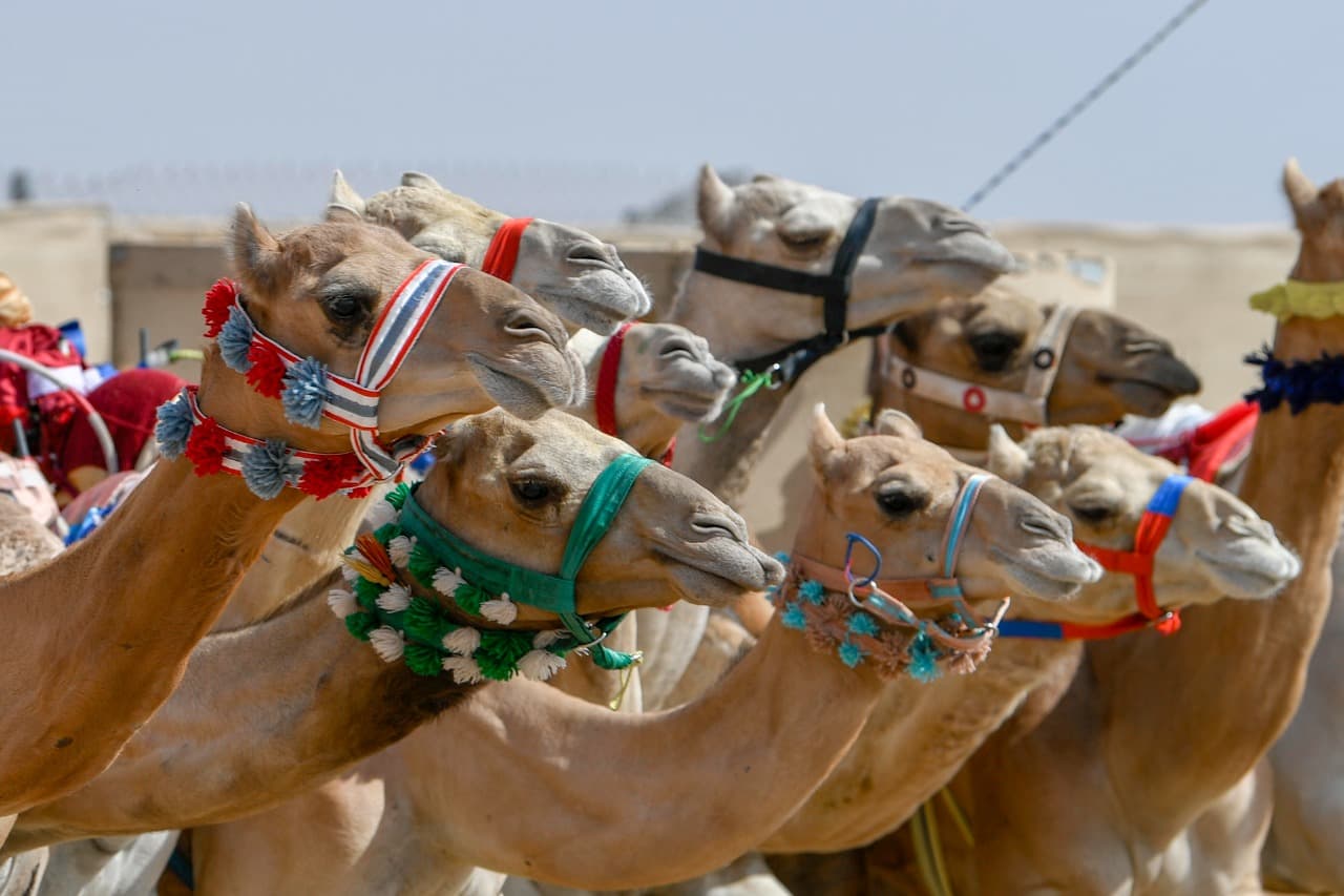 الهجن السعودية تخطف الأضواء في أول رموز مهرجان ولي العهد للهجن