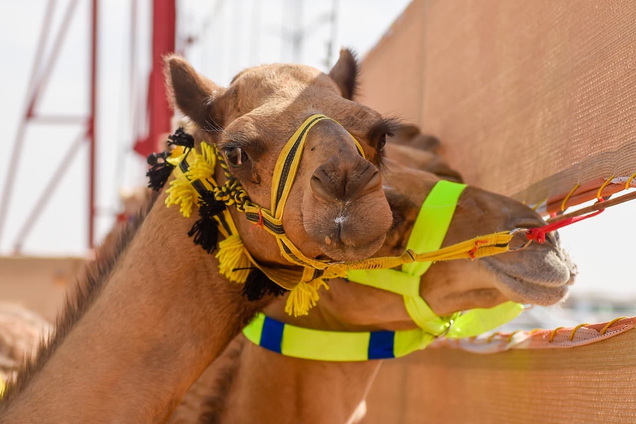 الهجن السعودية تخطف الأضواء في أول رموز مهرجان ولي العهد للهجن
