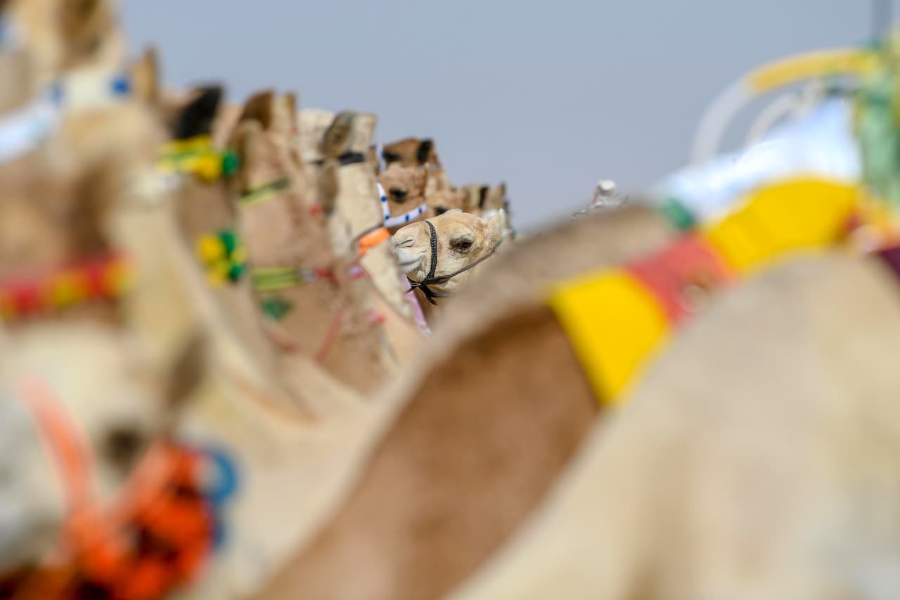 الهجن السعودية تخطف الأضواء في أول رموز مهرجان ولي العهد للهجن