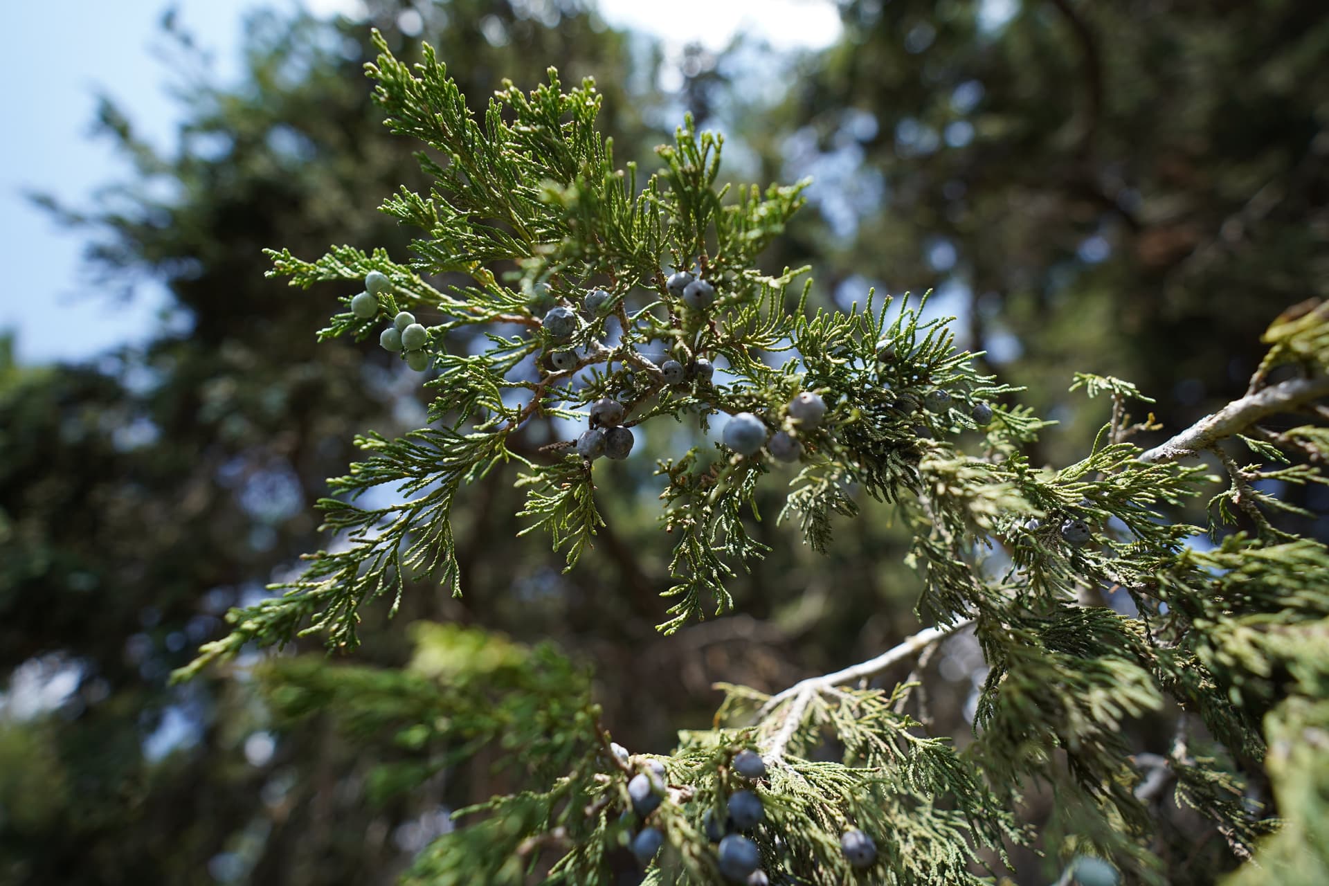 زراعة أكثر من مليون شجرة في السودة وأجزاء من رجال ألمع بالتزامن مع مبادرة السعودية الخضراء