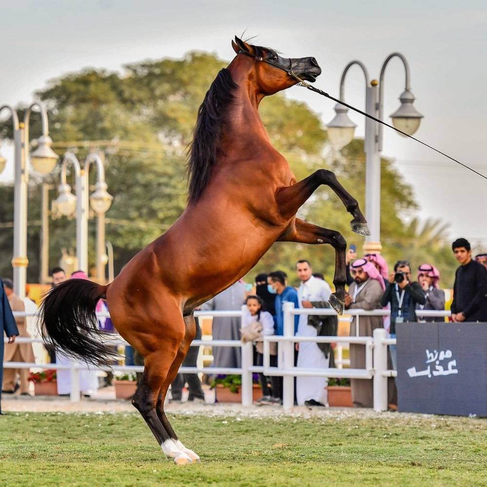 جانب من منافسات العرض الدولي الخامس لجمال الخيل العربية الأصيلة.