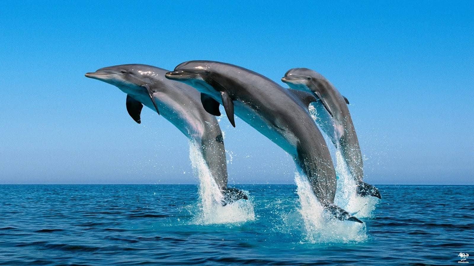 نحو 20 دلفينا أضاعت طريق البحر.