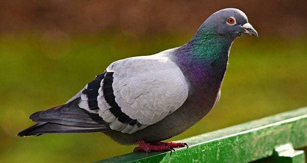 بولندا أكبر منظمة في أوروبا لتربية الحمام الزاجل.