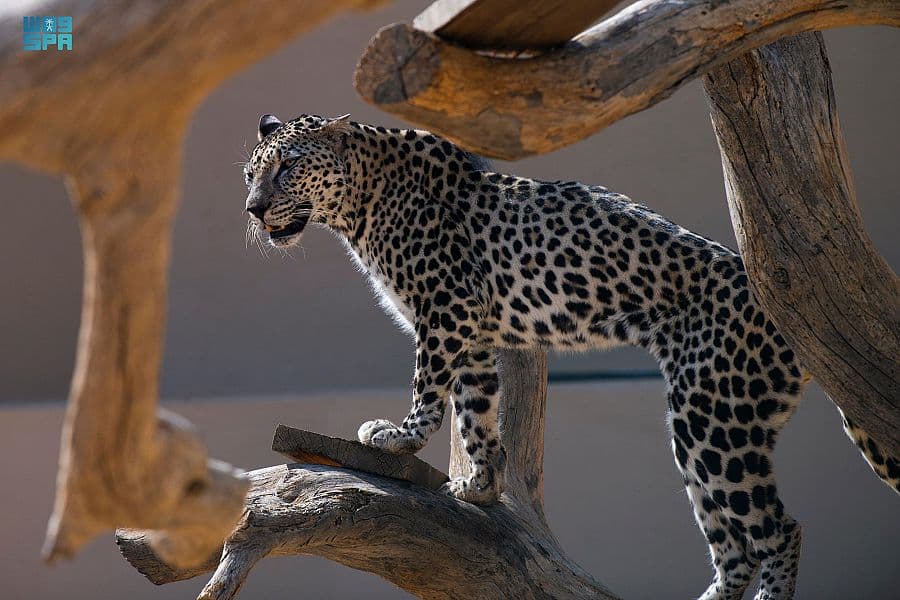 الطائف .. بيئة مناسبة لاستيطان النمر العربي