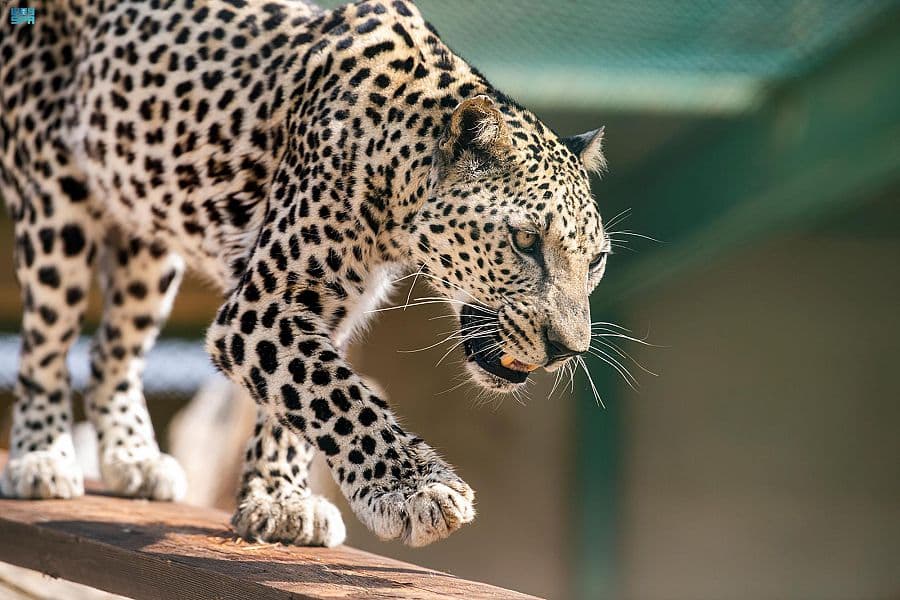 الطائف .. بيئة مناسبة لاستيطان النمر العربي