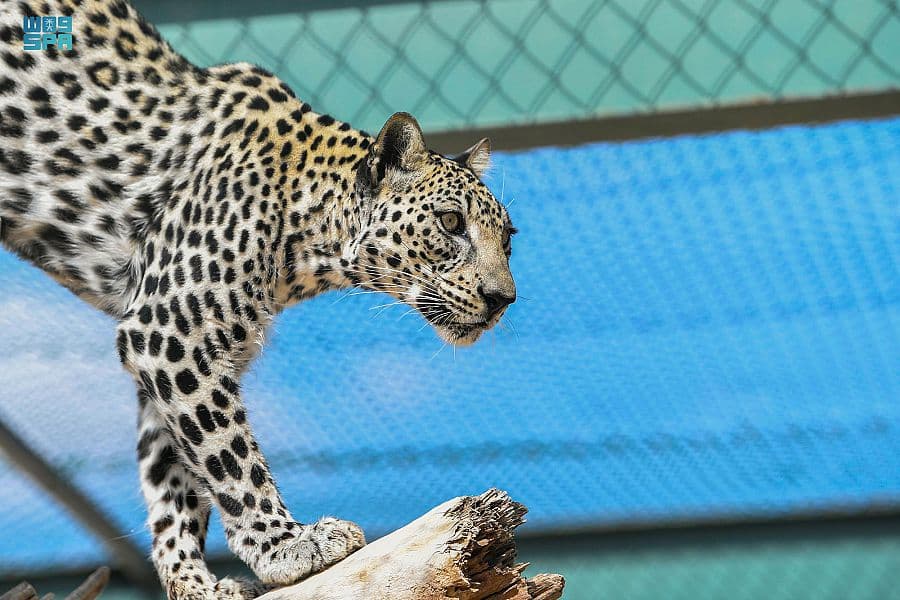 الطائف .. بيئة مناسبة لاستيطان النمر العربي