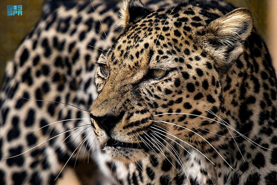 الطائف .. بيئة مناسبة لاستيطان النمر العربي