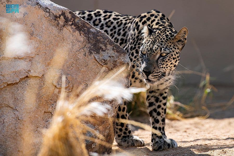 الطائف .. بيئة مناسبة لاستيطان النمر العربي