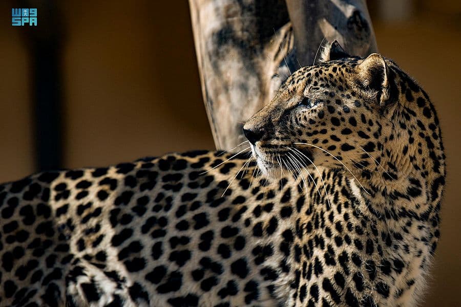 الطائف .. بيئة مناسبة لاستيطان النمر العربي