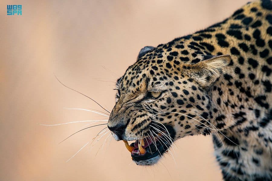 الطائف .. بيئة مناسبة لاستيطان النمر العربي