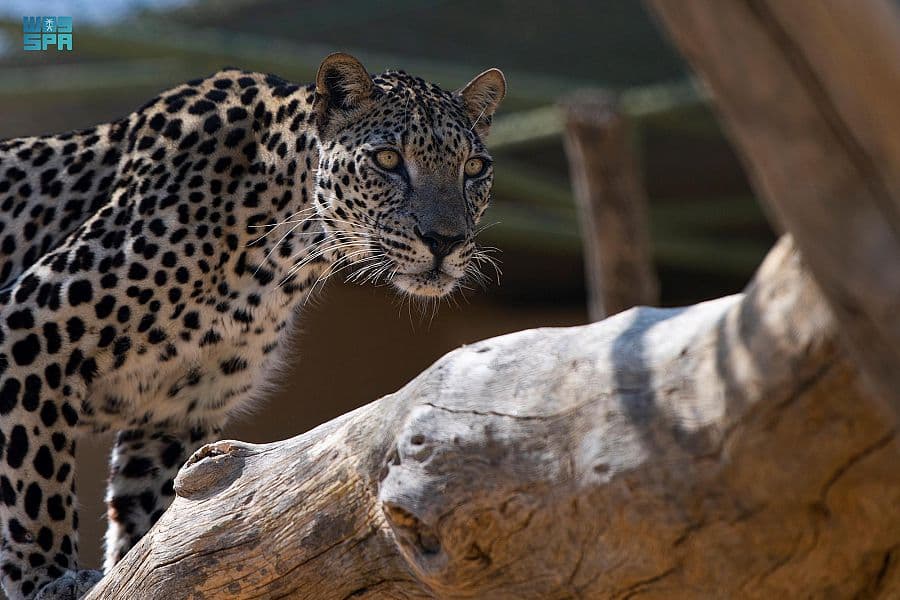 الطائف .. بيئة مناسبة لاستيطان النمر العربي