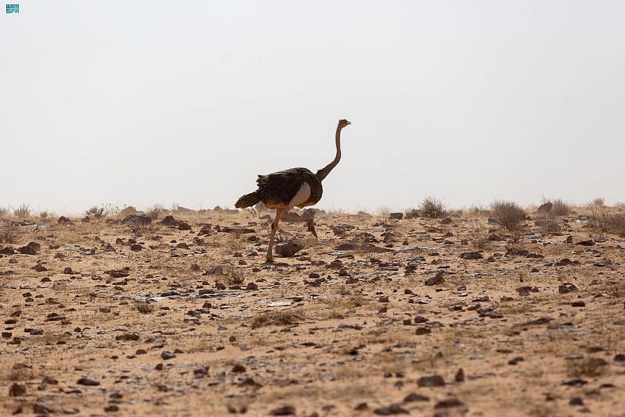 محمية الإمام تركي بن عبدالله الملكية تعيد توطين عددا من الغزلان والمها والنعام في منطقة "التيسية"