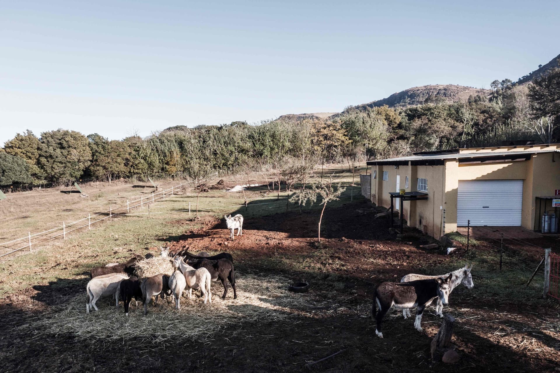 جنوب إفريقيا تشدد حماية الحمير منعا لتهريبها إلى الصين