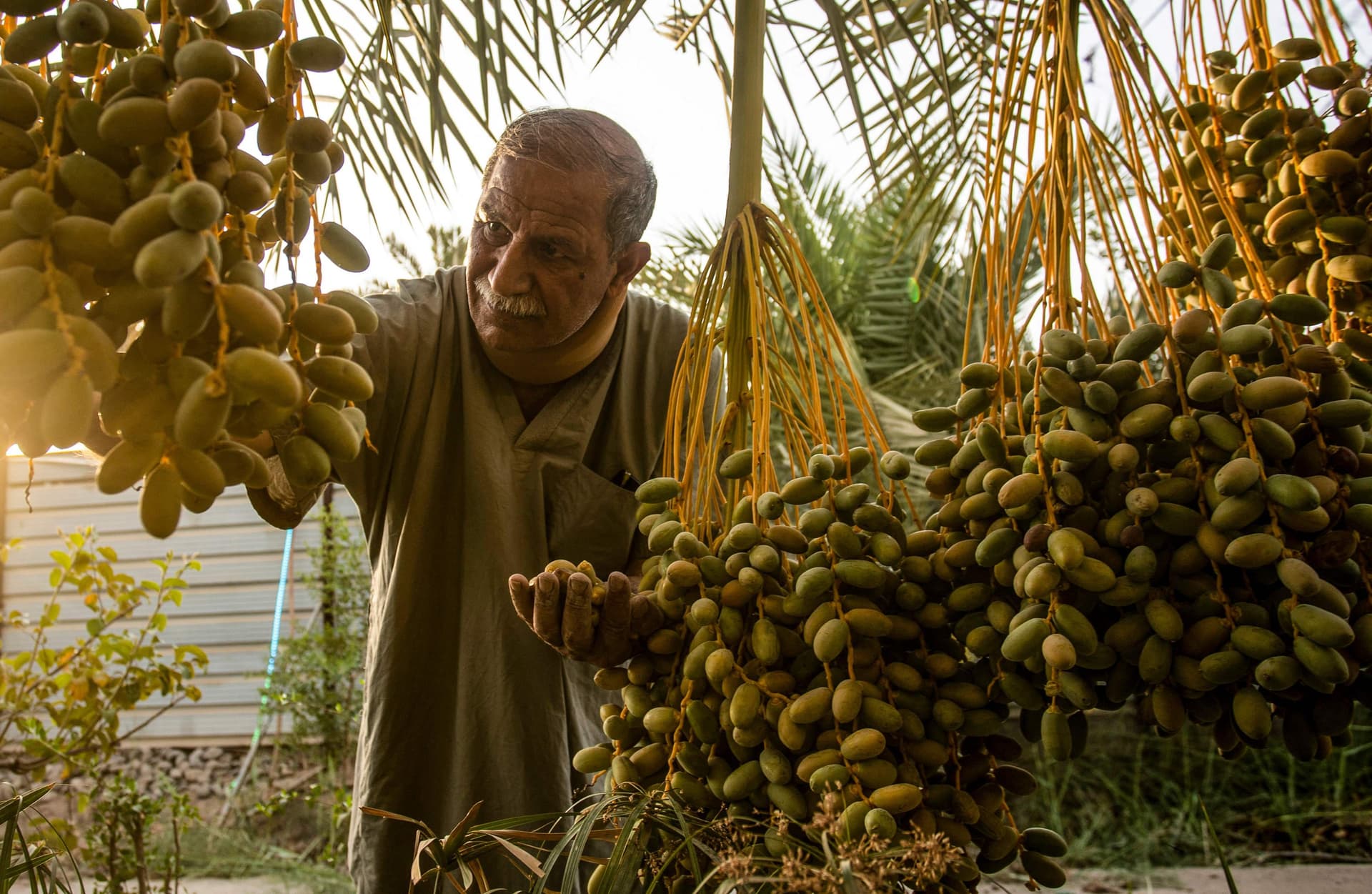 العراق أمام تحدي الحفاظ على النخيل .. تراثه وثروته الاقتصادية