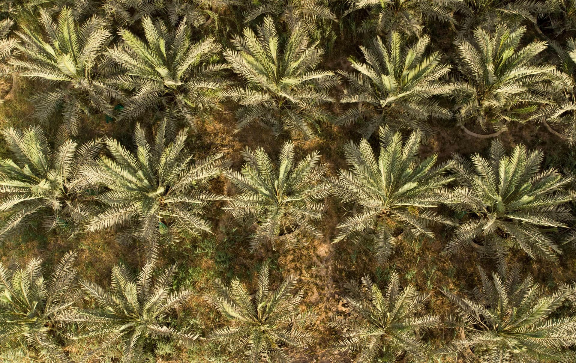 العراق أمام تحدي الحفاظ على النخيل .. تراثه وثروته الاقتصادية