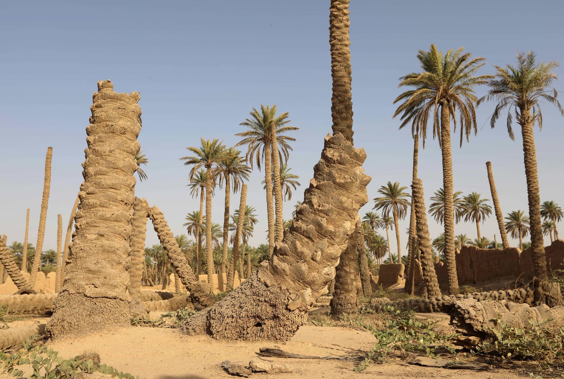 العراق أمام تحدي الحفاظ على النخيل .. تراثه وثروته الاقتصادية