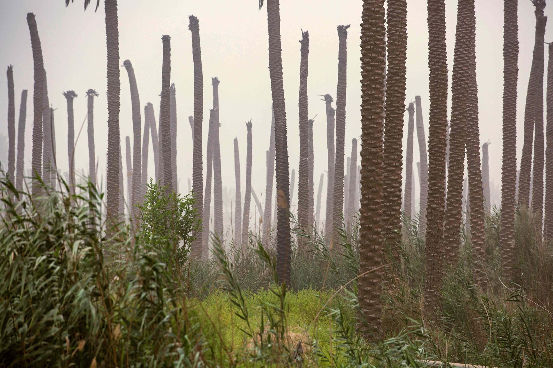 العراق أمام تحدي الحفاظ على النخيل .. تراثه وثروته الاقتصادية