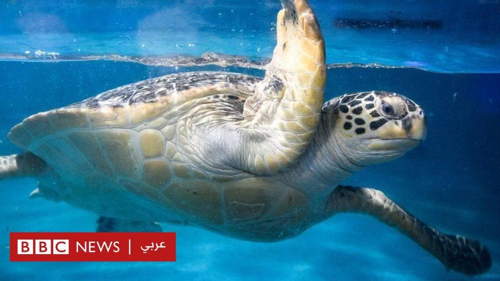 "أنعام القابضة" تحدد فترة تداول حقوق الأولوية والاكتتاب في الأسهم الجديدة