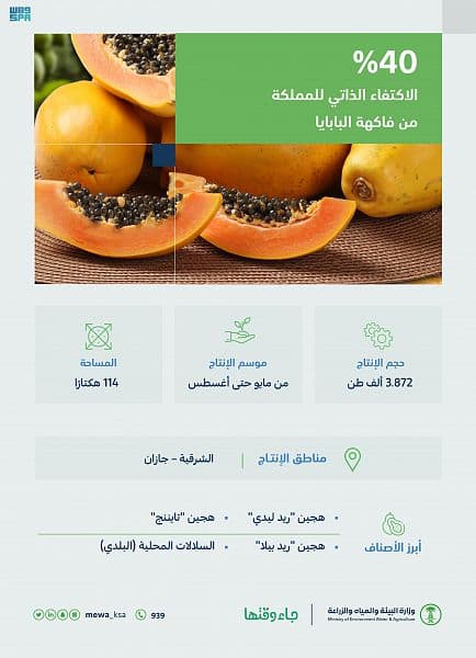 4 آلاف طن إنتاج السعودية من فاكهة البابايا .. الاكتفاء الذاتي 40 % ا