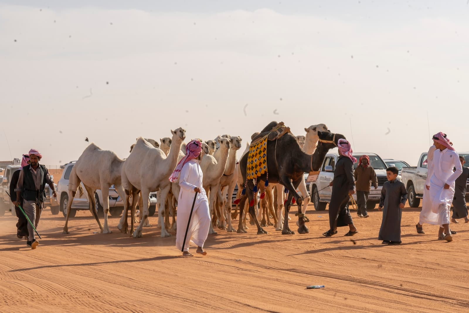 "مهرجان الإبل".. وجهة ثقافية واقتصادية تجمع بين الأصالة وروح العصر