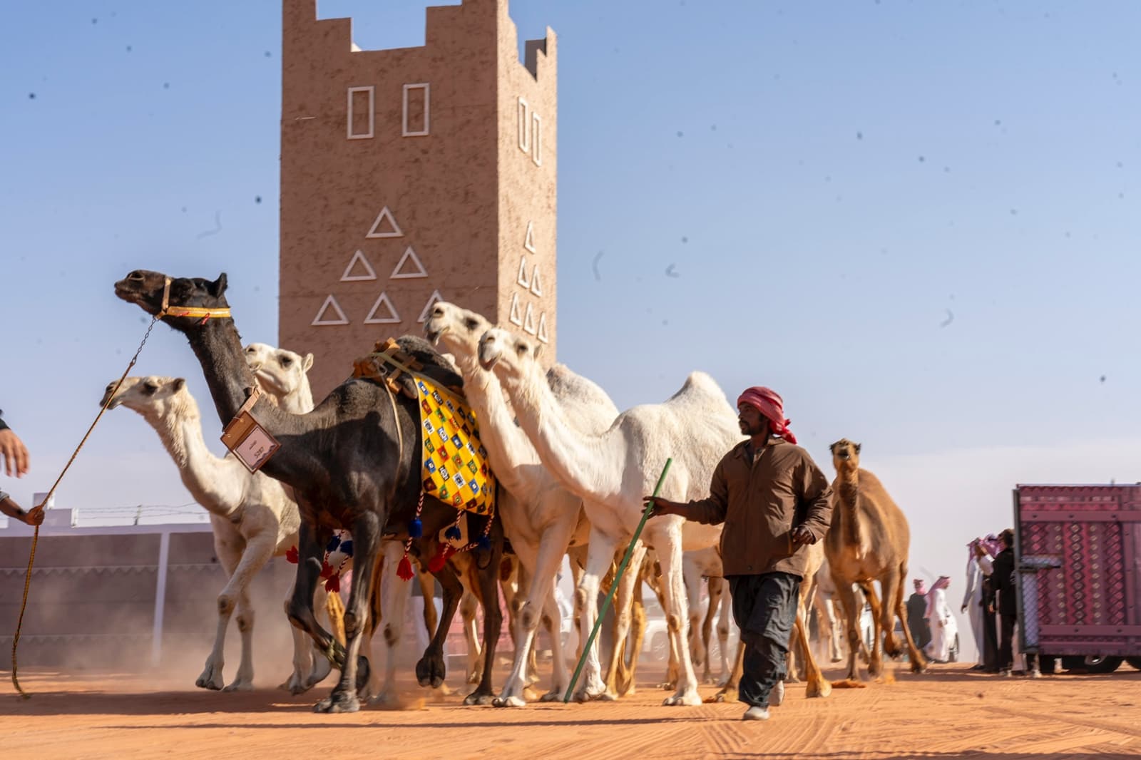 "مهرجان الإبل".. وجهة ثقافية واقتصادية تجمع بين الأصالة وروح العصر