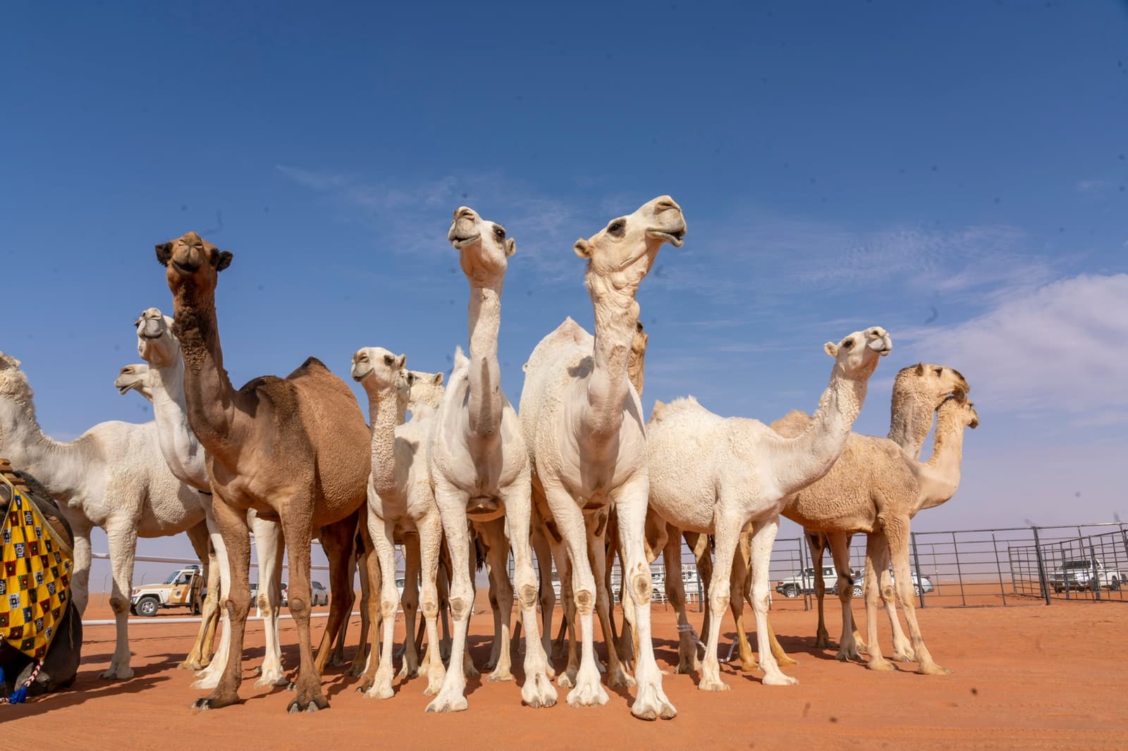 "مهرجان الإبل".. وجهة ثقافية واقتصادية تجمع بين الأصالة وروح العصر