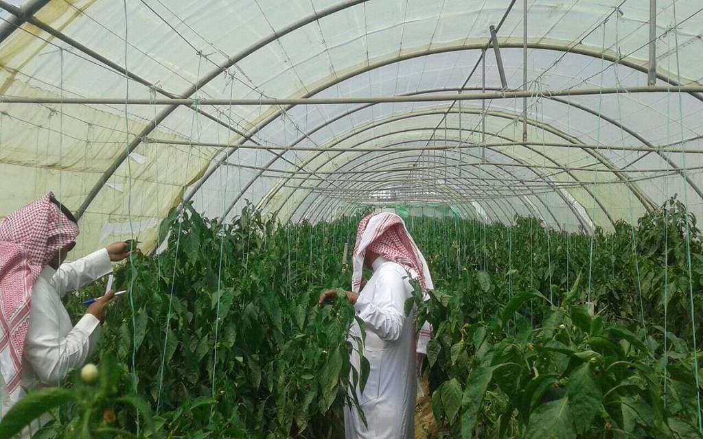 «البيئة»: 60 % أرباح متوقعة للشركات المستثمرة في البيوت المحمية