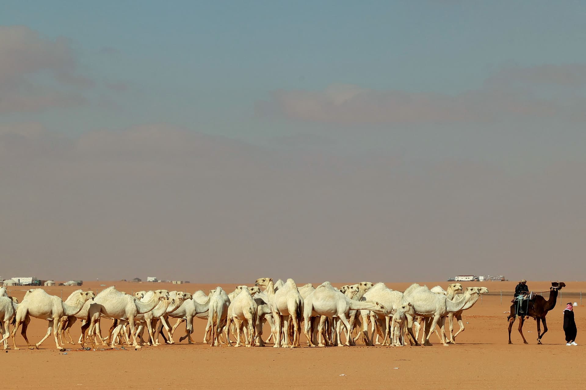 "حداء الإبل" .. موروث سعودي أدرج على لائحة اليونسكو للتراث الثقافي