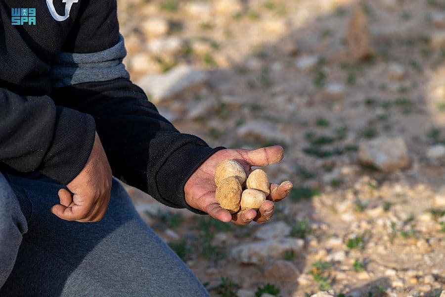 الفقع في الجوف .. رحلة للمتعة وأخرى للتجارة