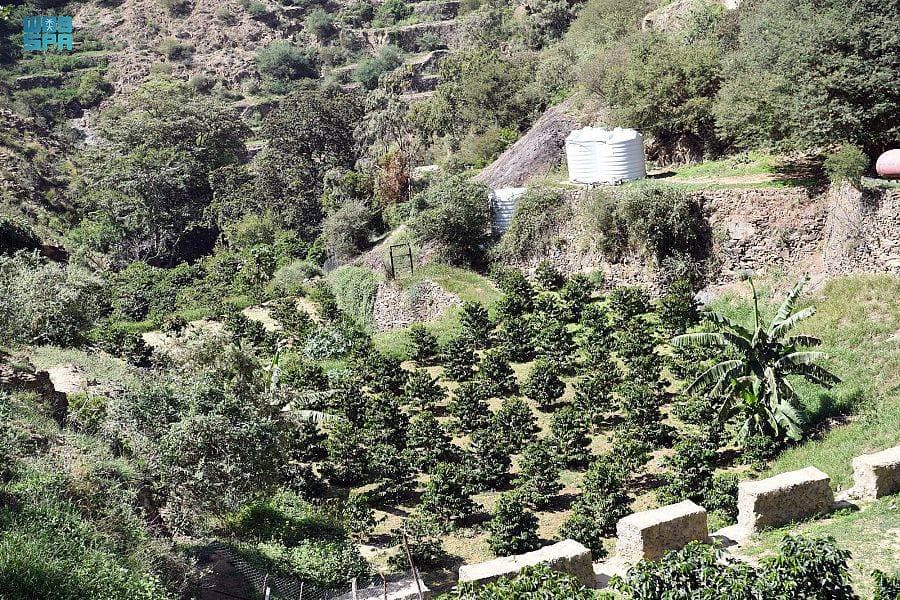 يشارك في المهرجان 100 مزارع. «واس»