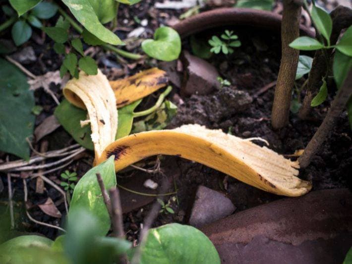 من الأفضل استخدام قشر الموز العضوي.