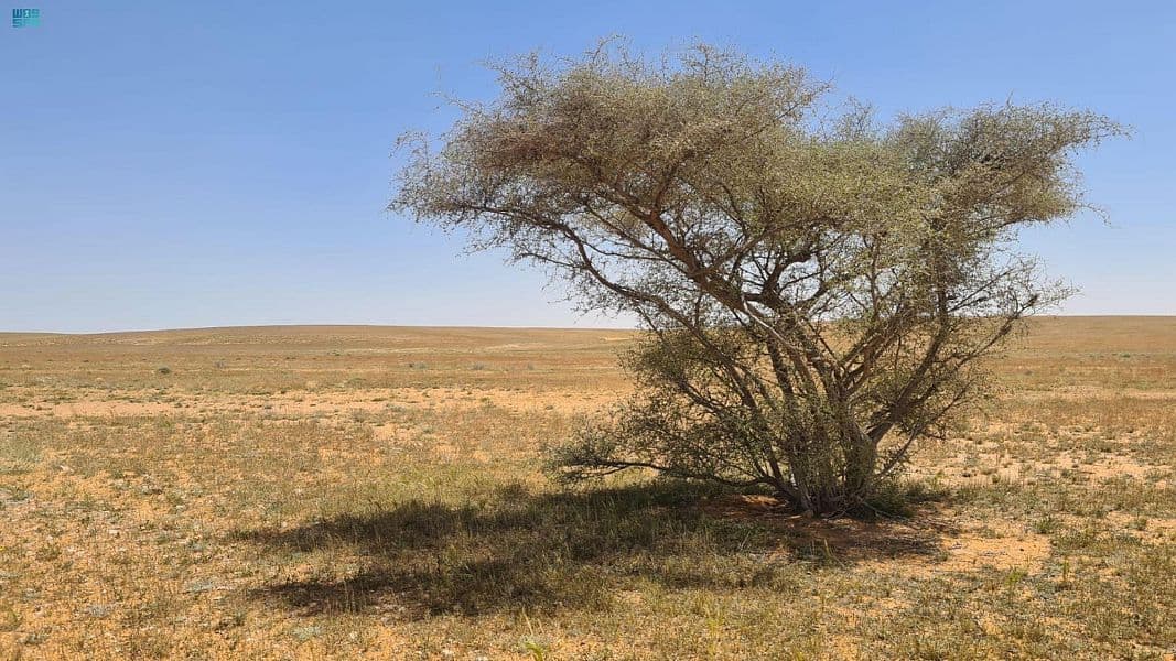 "الأرطى" يودع جفافه مع انتعاش الغطاء النباتي في المحميات