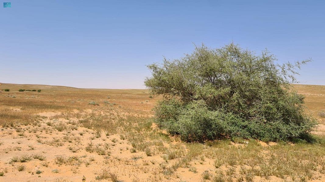 "الأرطى" يودع جفافه مع انتعاش الغطاء النباتي في المحميات