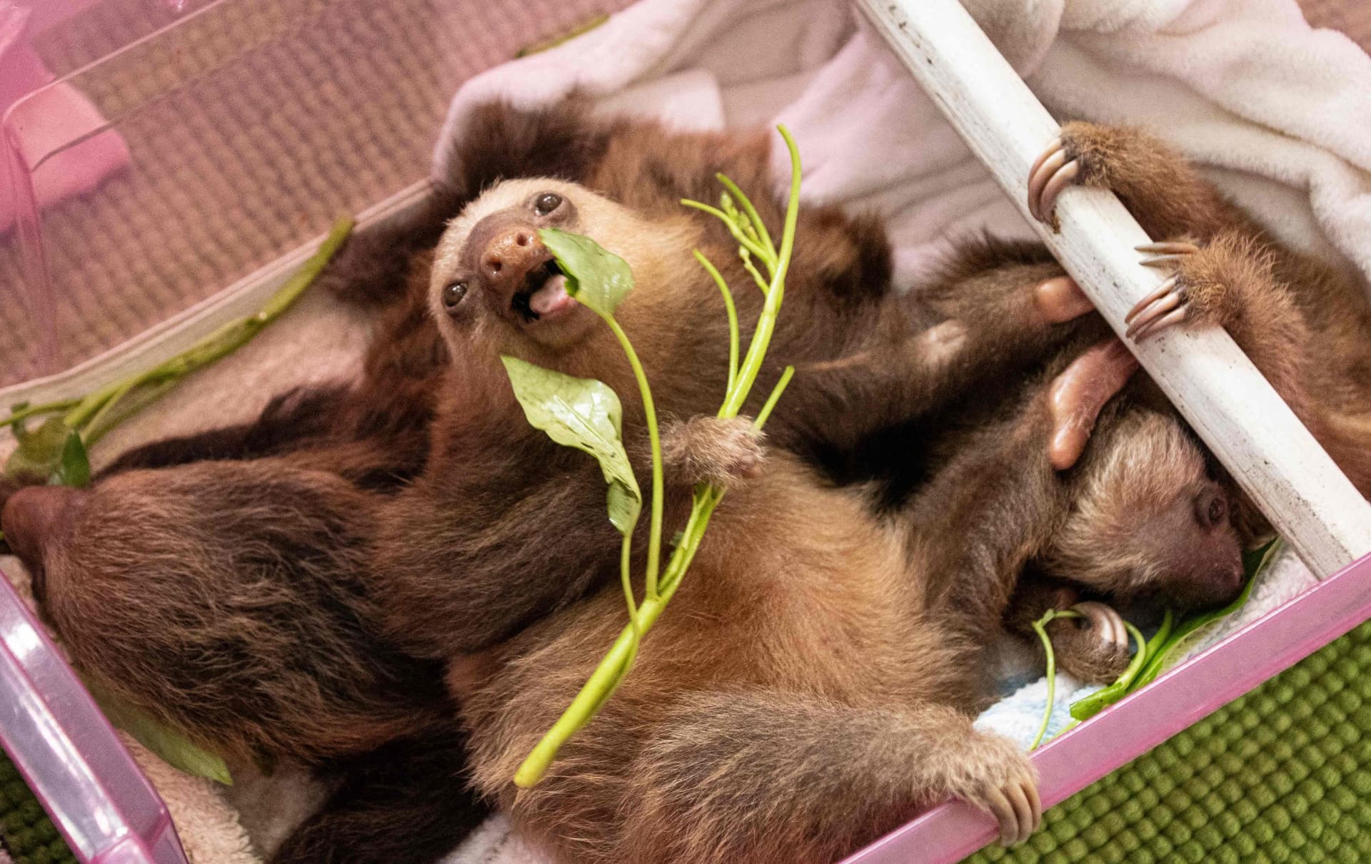 الكسلان الكوستاريكي يفتح طريقا جديدا للمضادات الحيوية في المستقبل