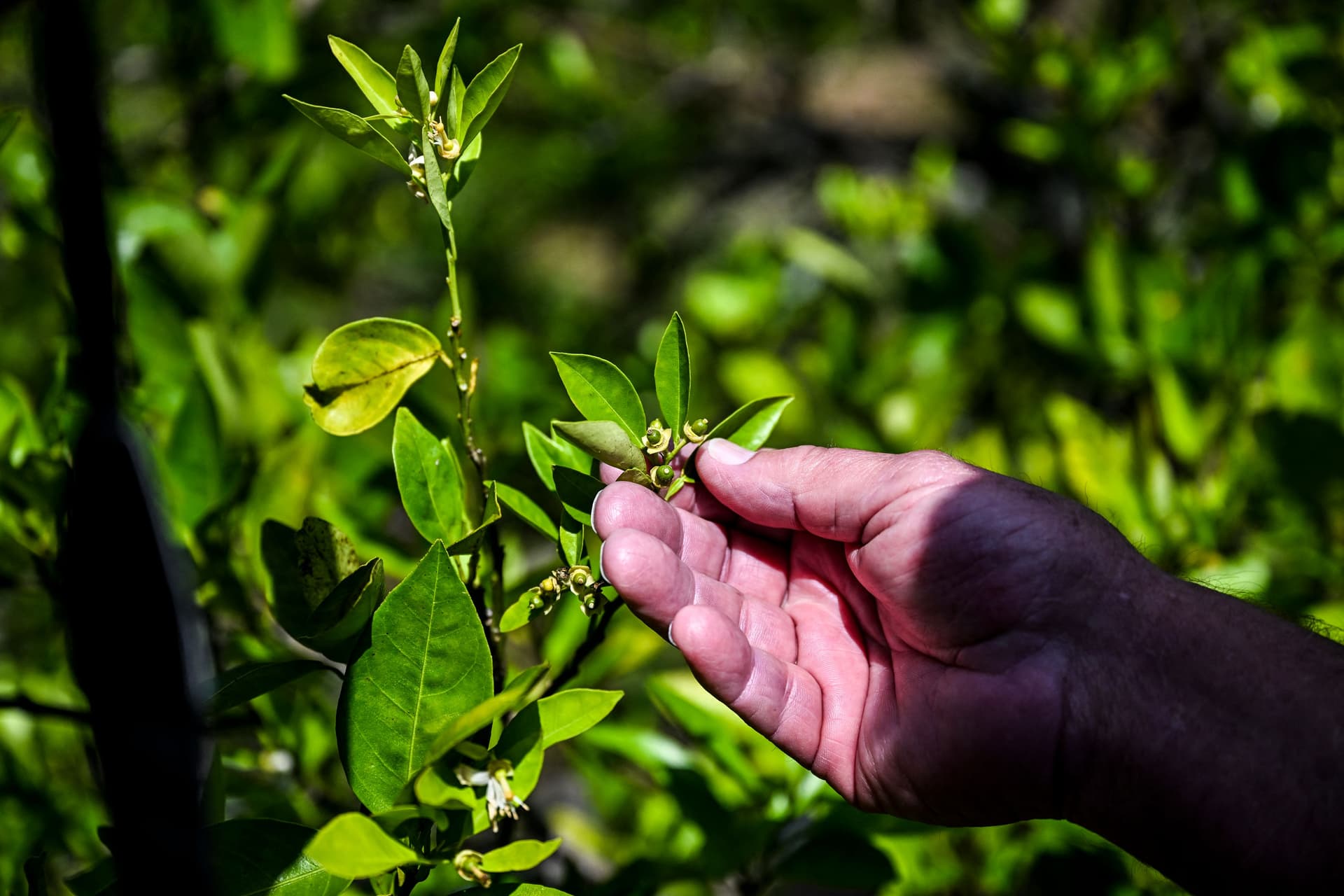 برتقال فلوريدا... رمز الولاية الأمريكية في خطر